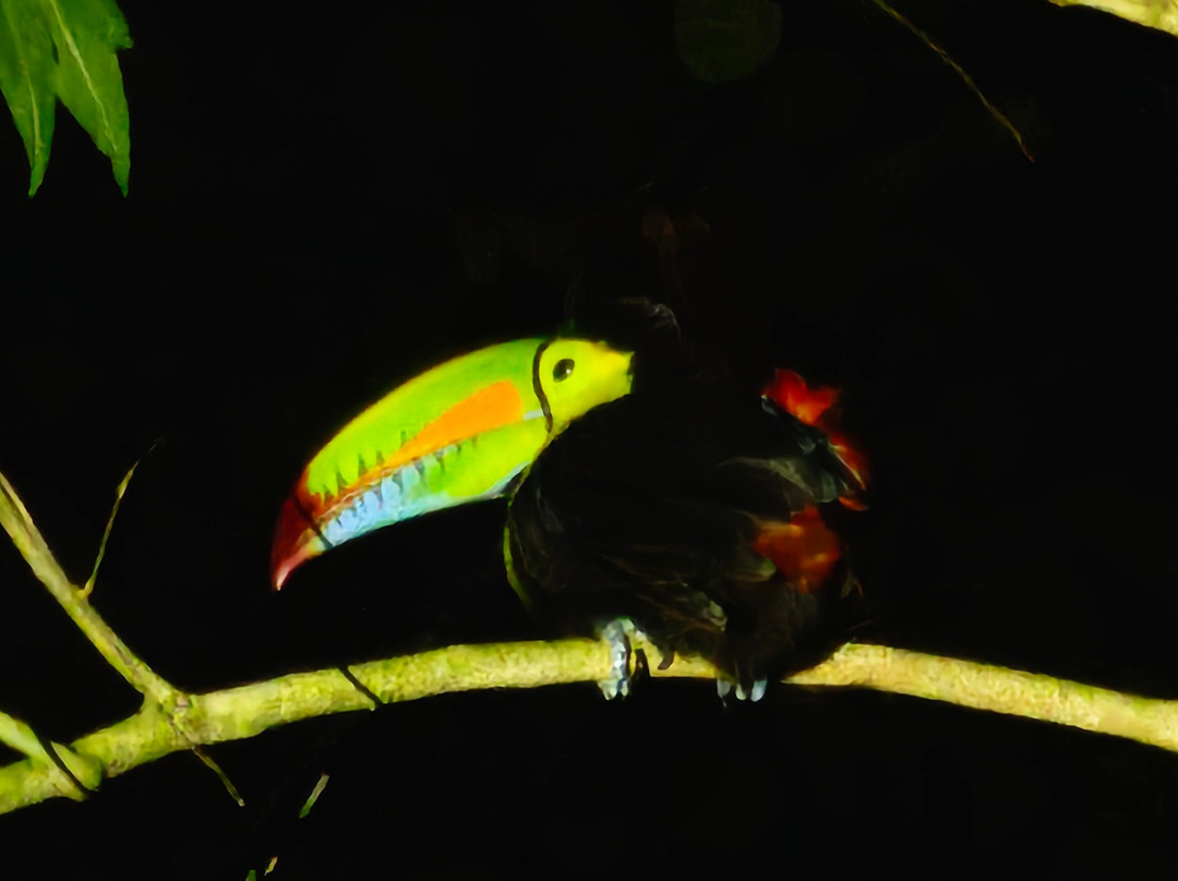 Jungle Night Walk-卡维塔必去景点