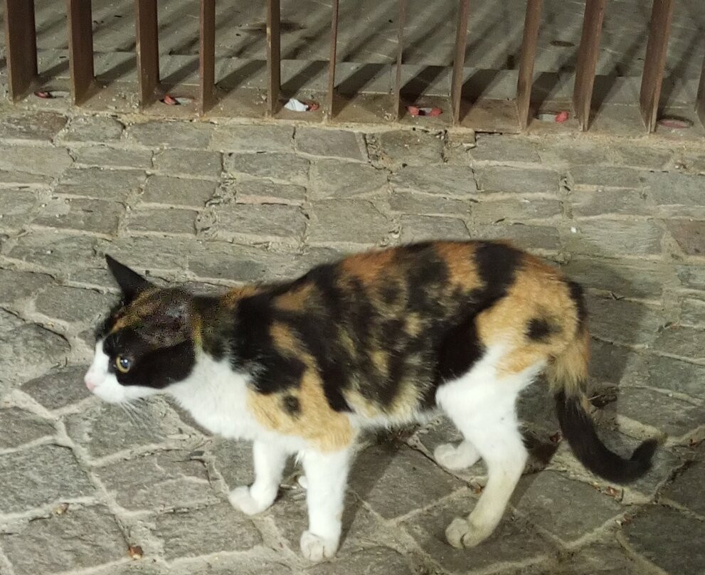 Sahrij Swani-梅克内斯必去景点