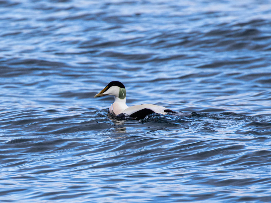 Seaprobe Atlantis-Kyle of Lochalsh必去景点