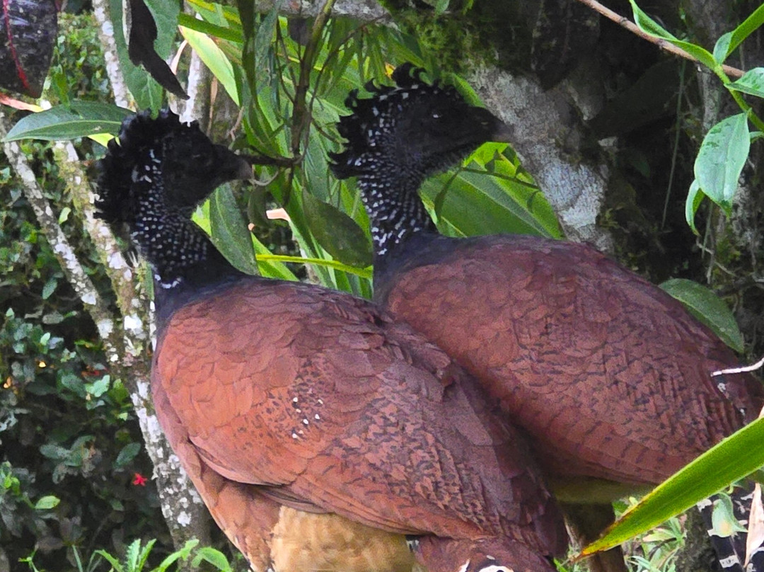 Best of Costa Rica DMC-圣何塞必去景点