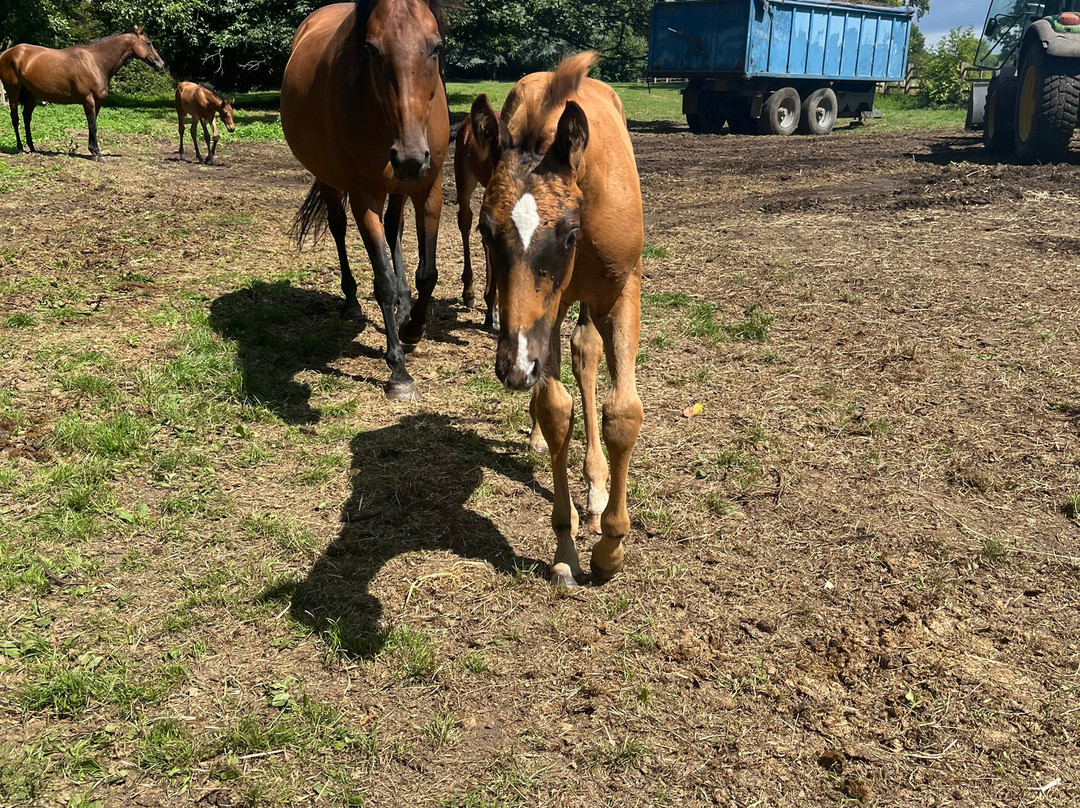 Dart Polo Academy-Gainsborough必去景点
