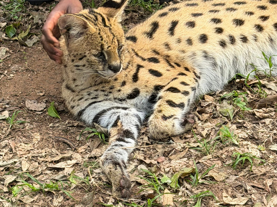 Durban Day Safaris-德班必去景点