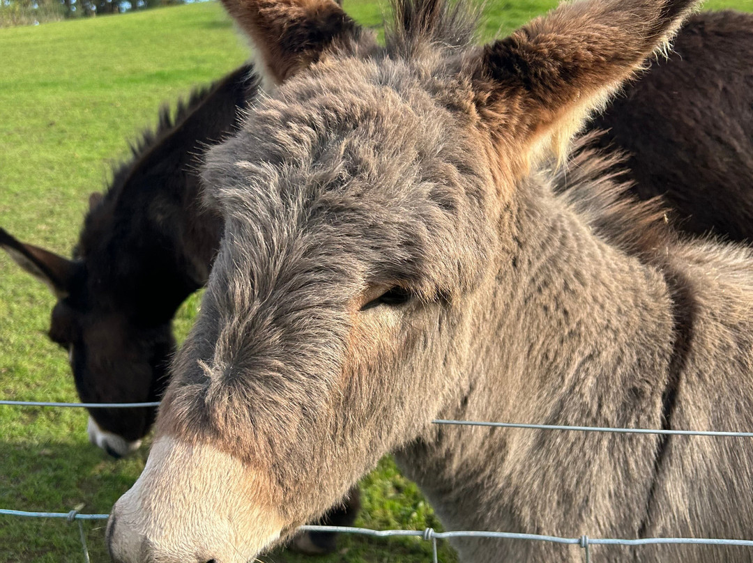 Dalscone Farm Fun-邓弗里斯必去景点