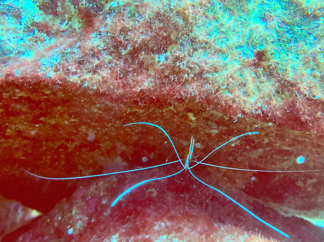 Deep Ocean Diver-圣克鲁斯-德特内里费必去景点