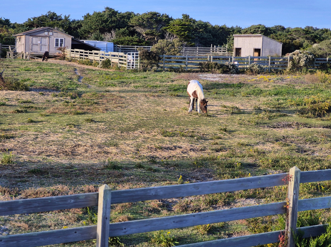 Ocracoke Pony Pens-Ocracoke必去景点