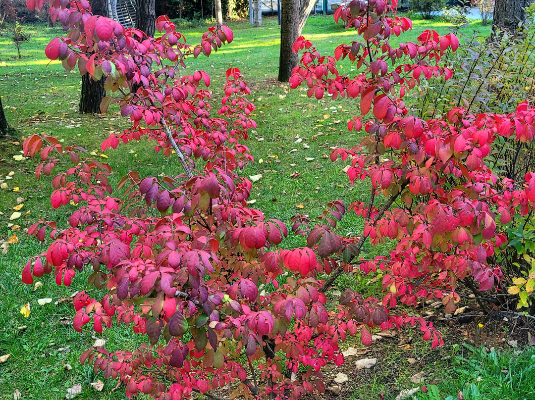 Bolu Koru Hotels Spa & Convention主图