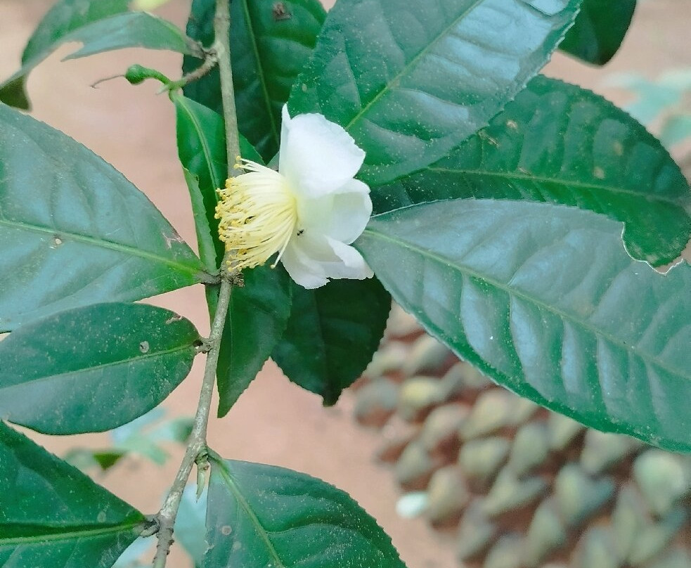 Rattota旅游景点-Spice Garden
