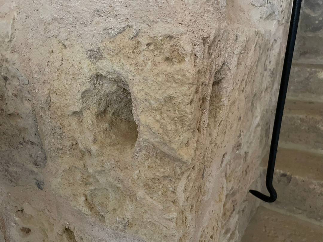 海冬青Gozo