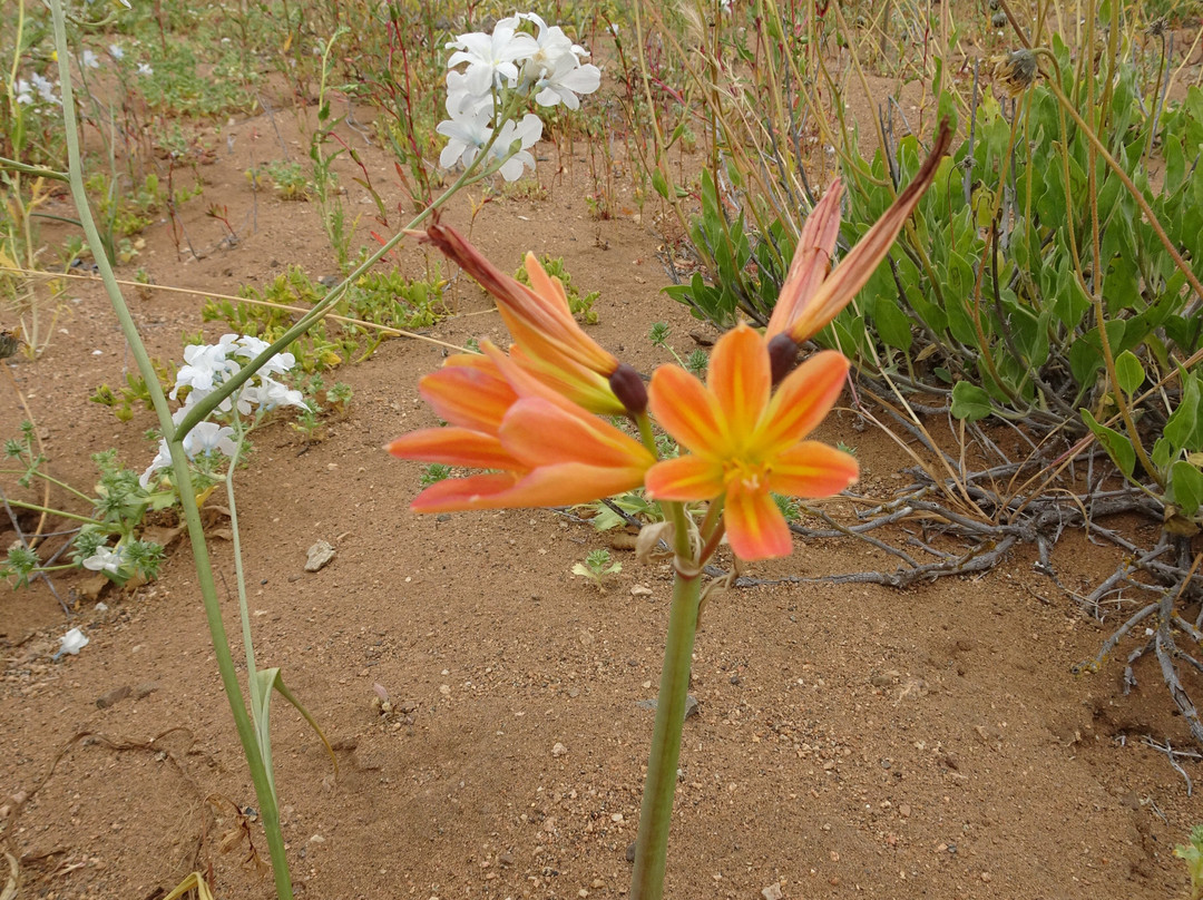 GeoTurismo Atacama-Caldera必去景点