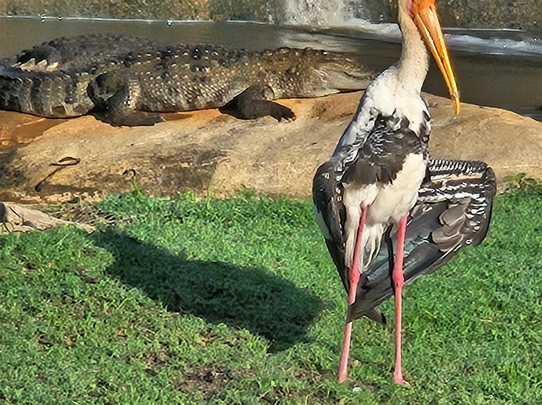 Freedom Safari Udawalawa-乌达瓦拉瓦必去景点