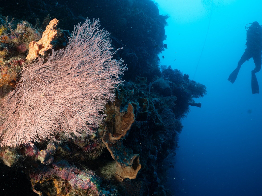 Maratua Guesthouse主图