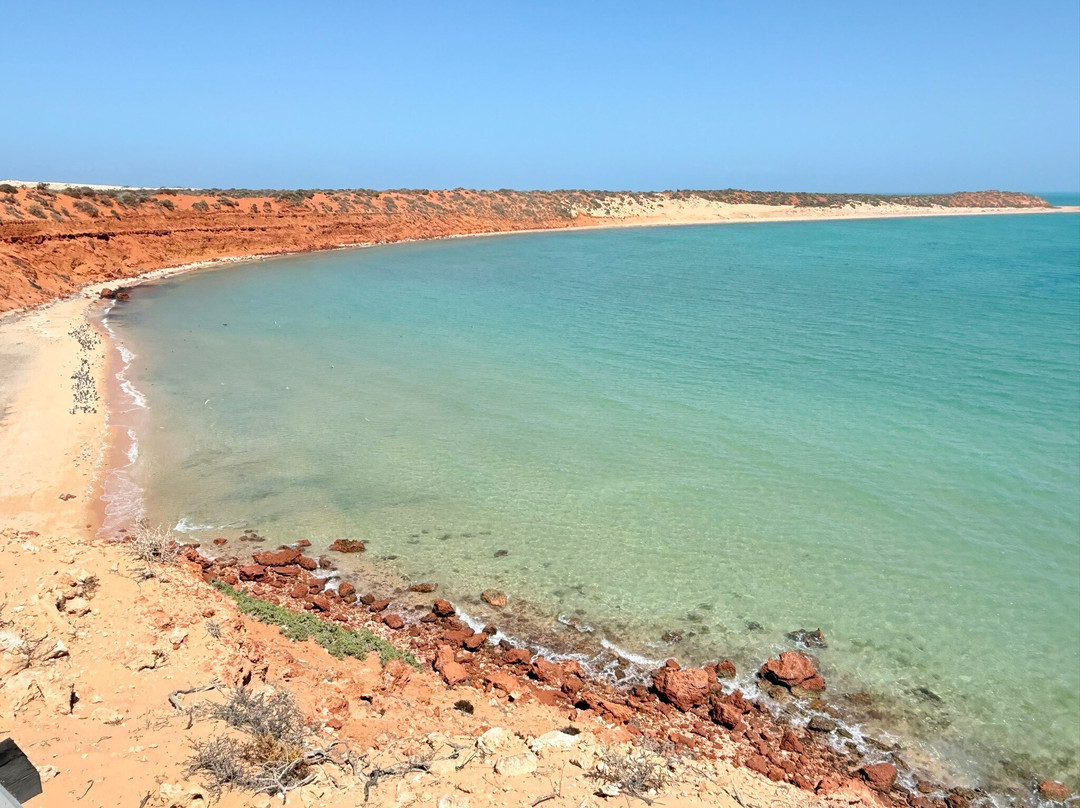 Shark Bay Coastal Tours-德纳姆必去景点