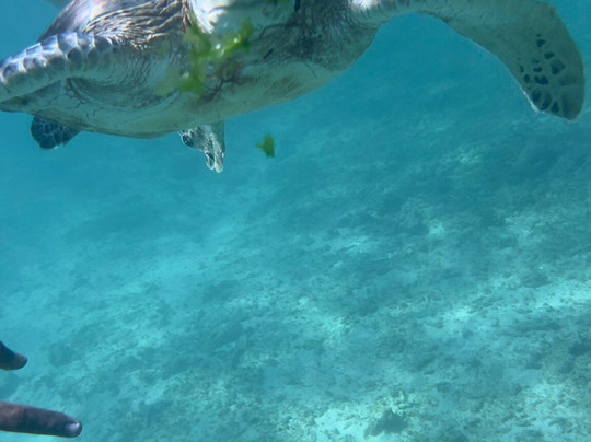 Mirissa Dive Center-美蕊沙必去景点