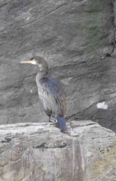 Shetland Seabird Tours - The Noss Boat-Lerwick必去景点