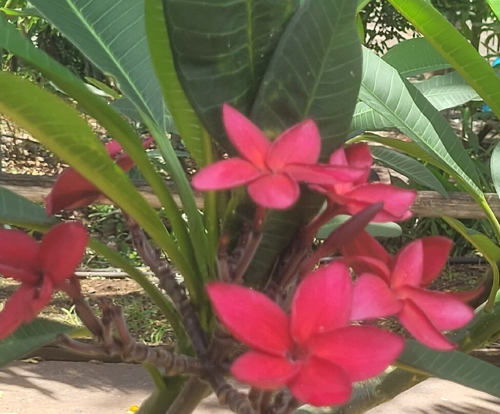 La Maison du Coco-圣亮必去景点