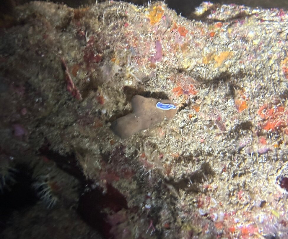 Big Blue Scuba Diving-维拉港必去景点