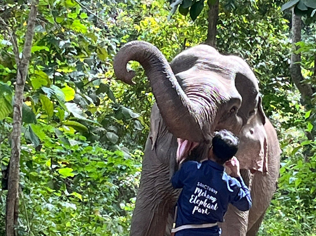 Mekong Elephant Park-北宾必去景点