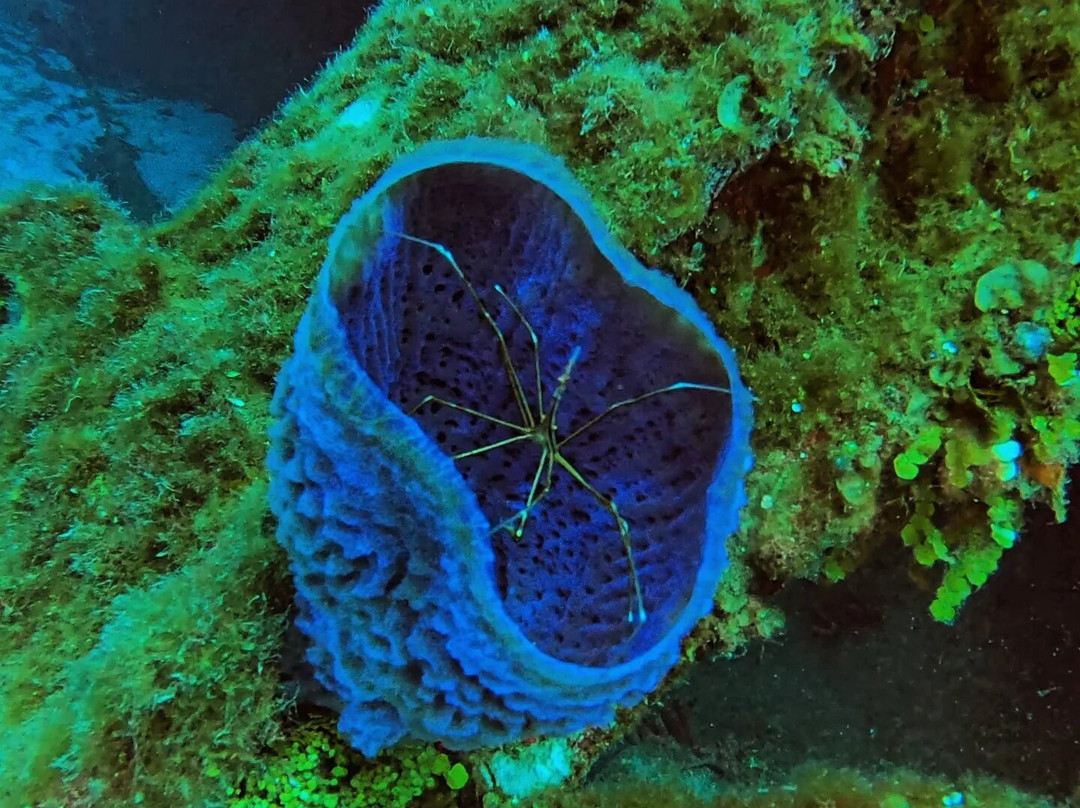 Kittiwake Shipwreck & Artificial Reef-西湾必去景点