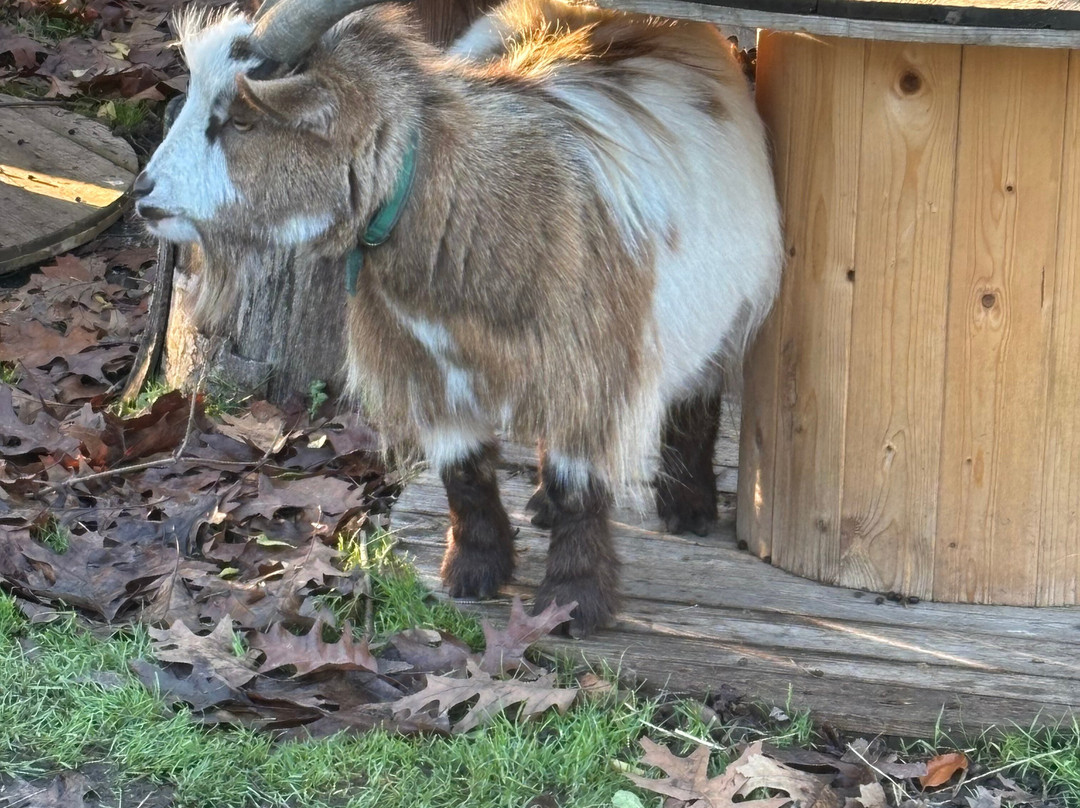 Huckleberry Woods-Faversham必去景点