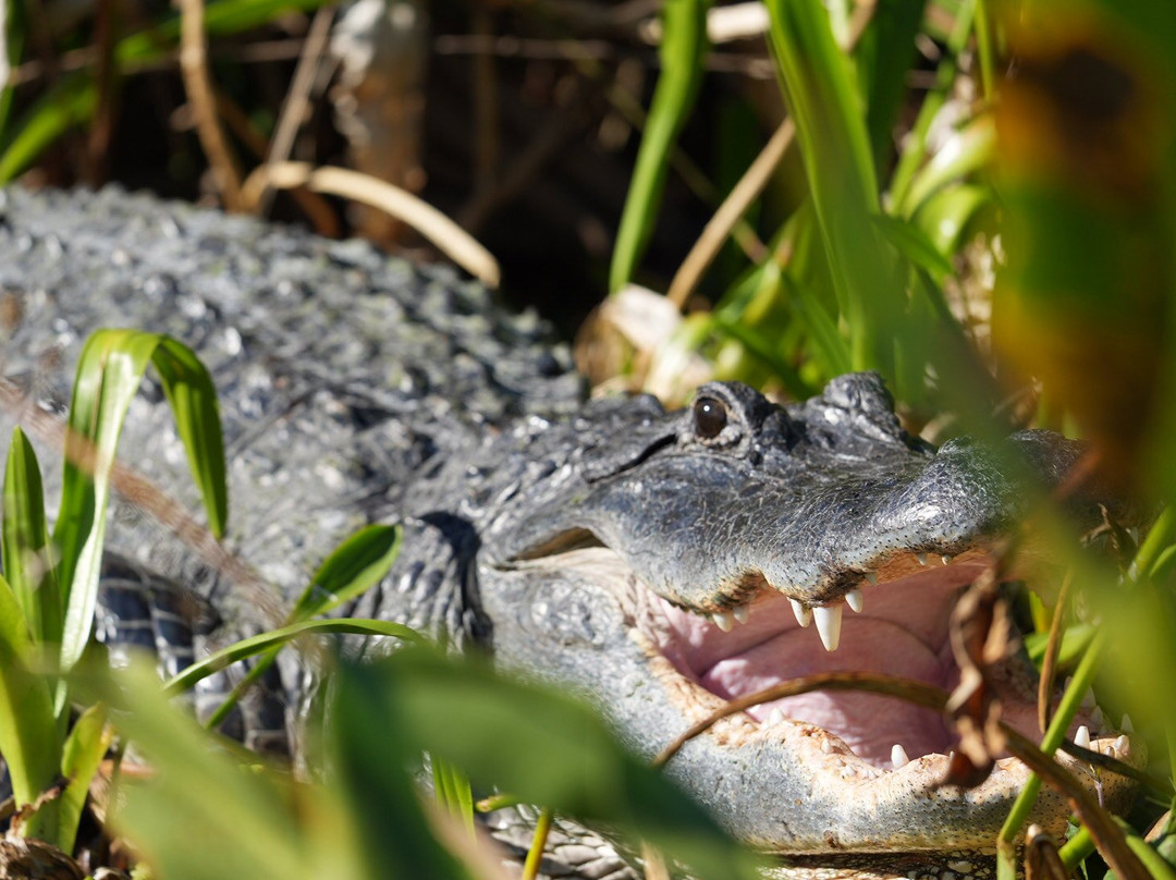 Airboat And Gator Charters-De Leon Springs必去景点
