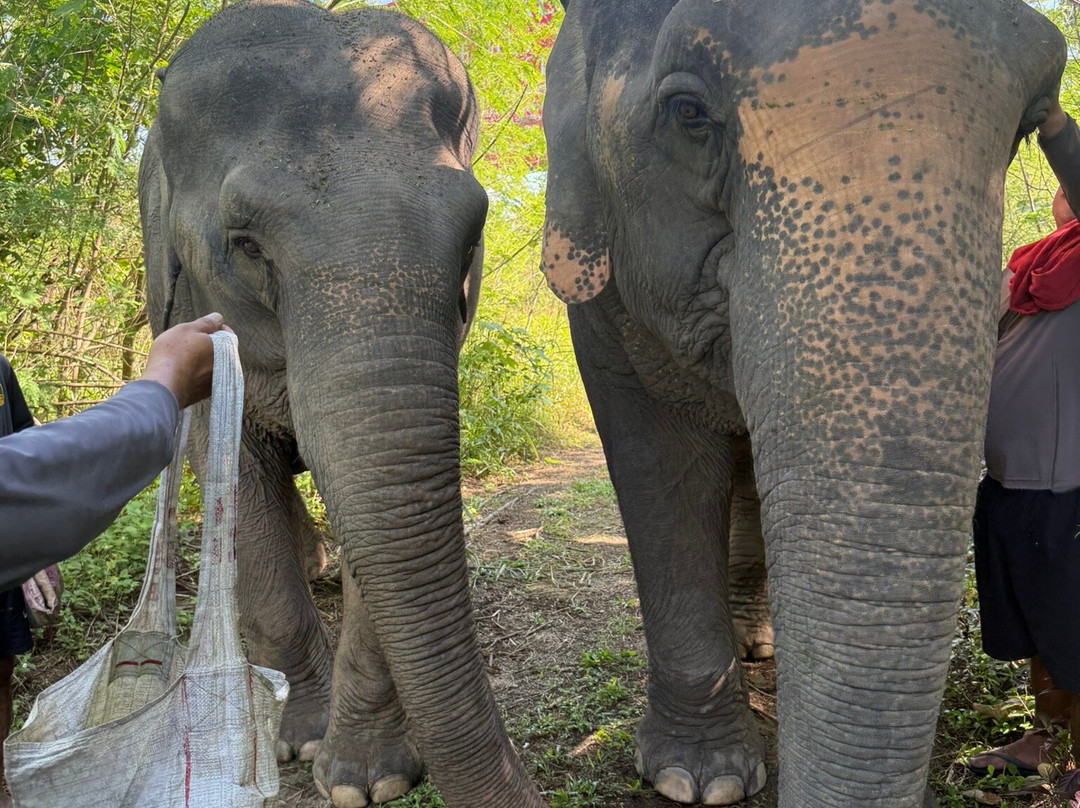 The Lake Phuket Elephant Home-Thep Krasatti必去景点