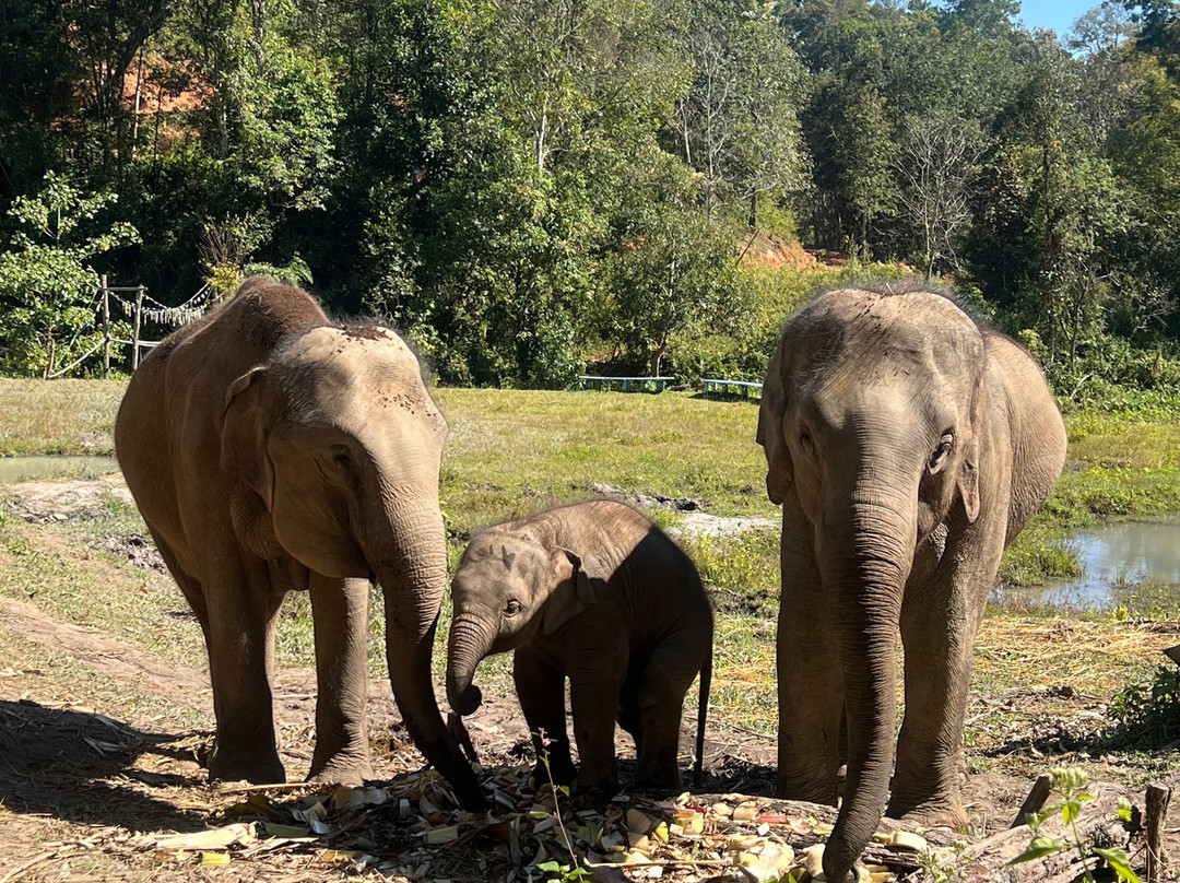Blue Daily Elephant Care Sanctuary-清迈必去景点