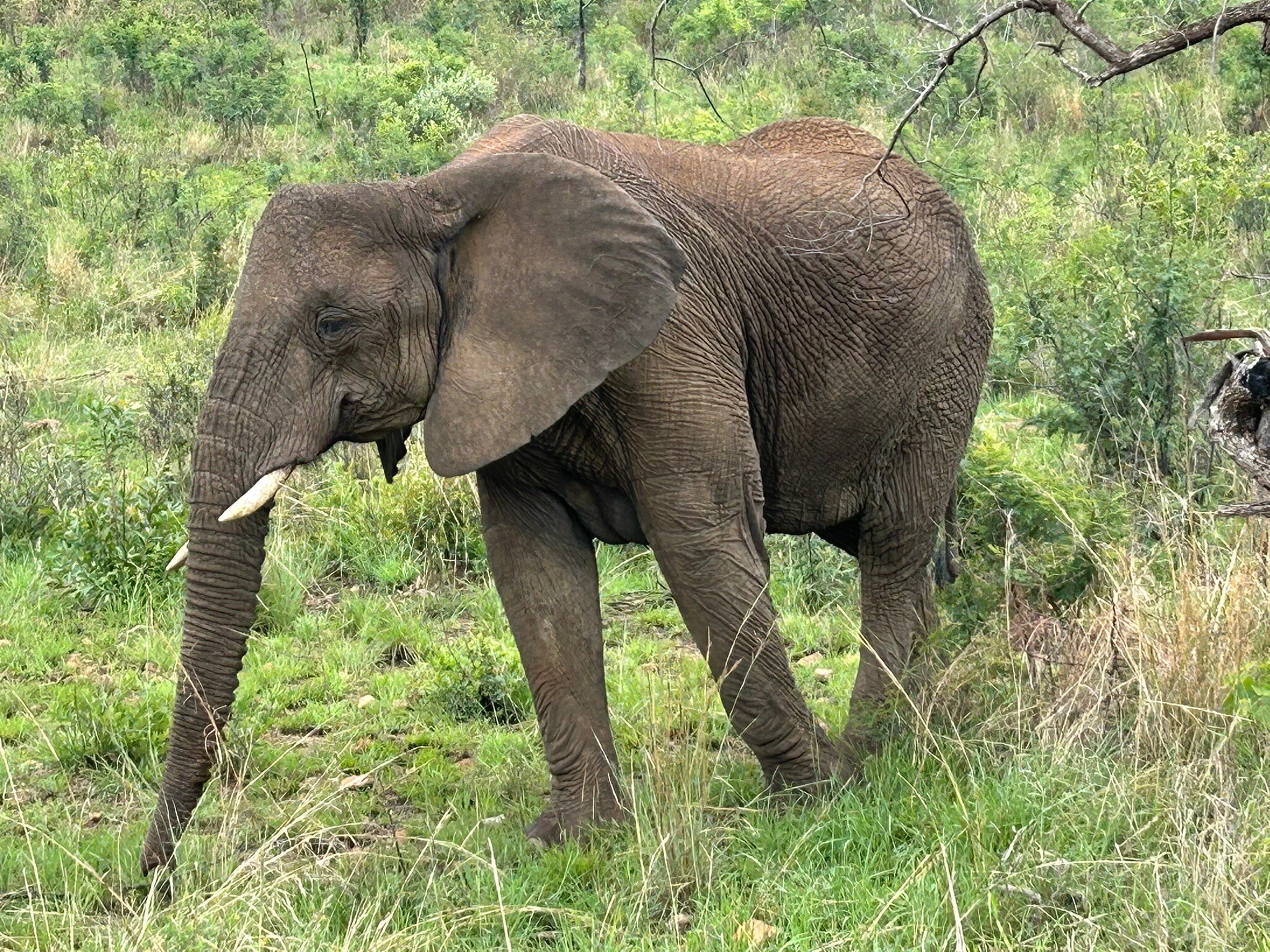 Sebatana Private Reserve-官方