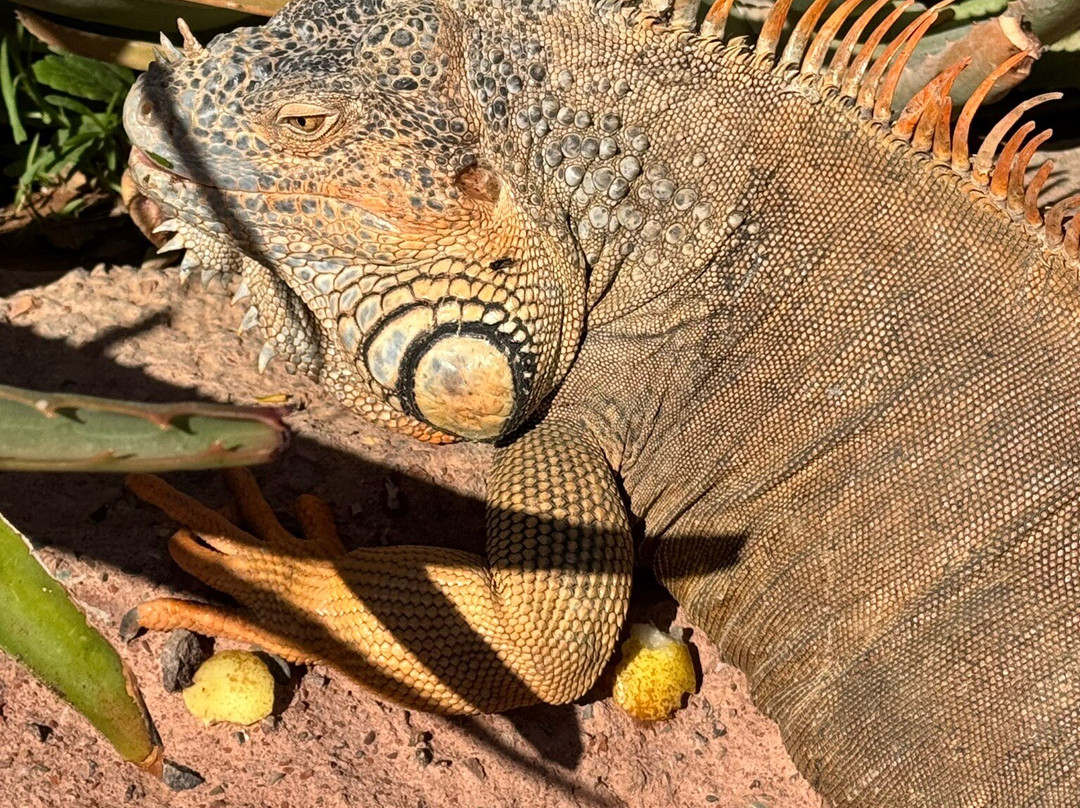 Crocoparc-阿加迪尔必去景点