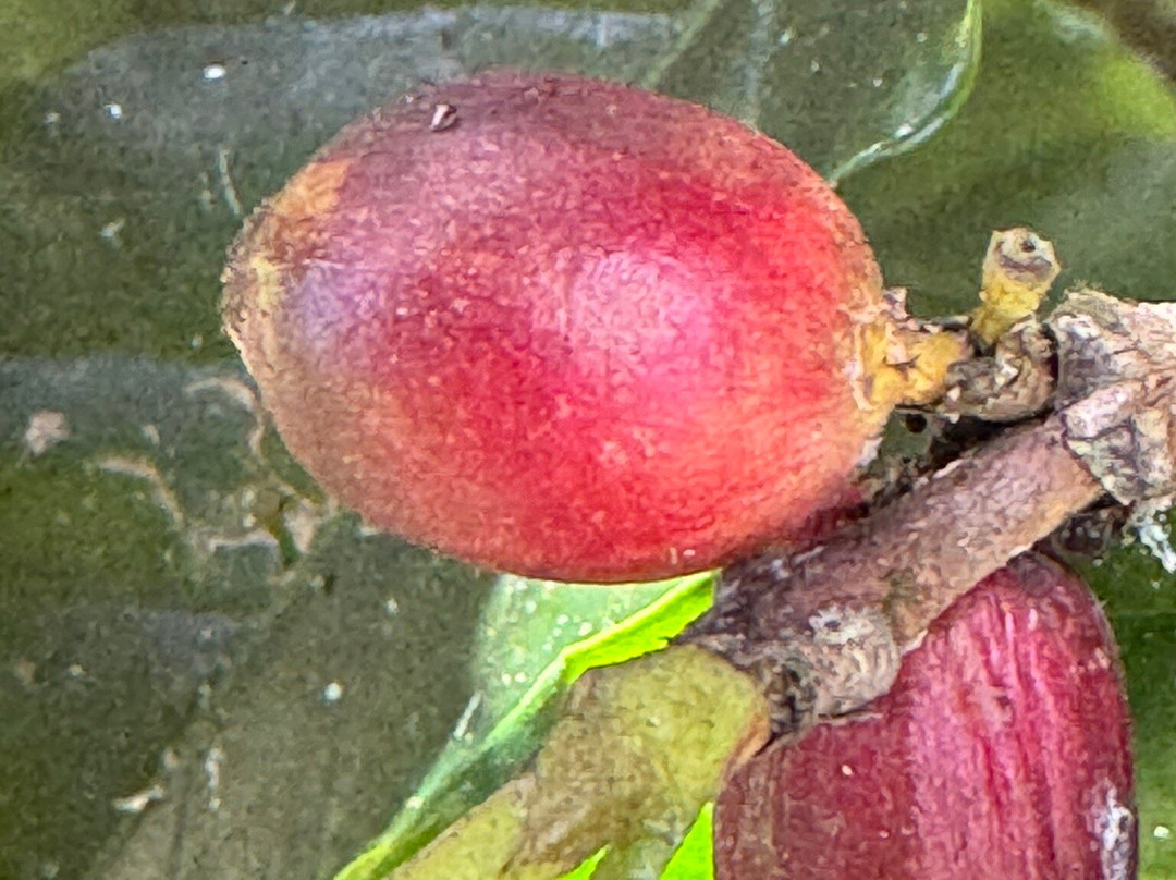 Hacienda Muñoz-San Lorenzo必去景点