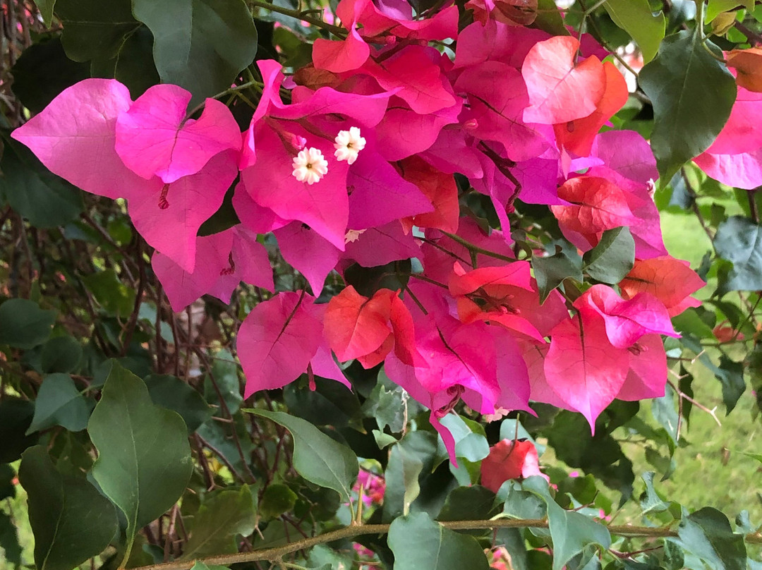 Parco Del Caribe主图