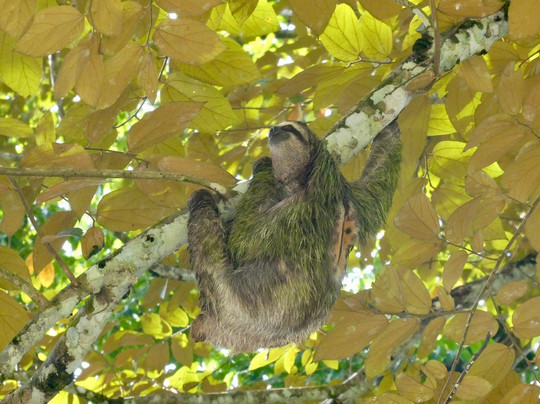 Red Frog Tours-利蒙港必去景点