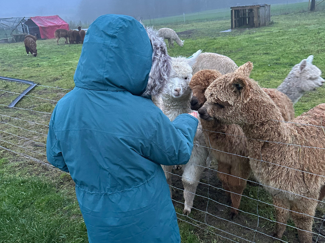 Charnwood Forest Alpacas-Boundary必去景点