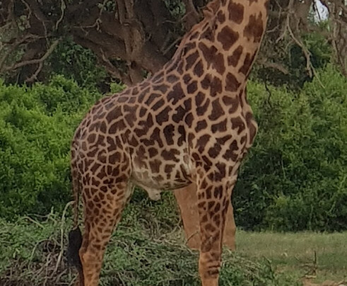 Samuel Safari Kenya-瓦塔木必去景点