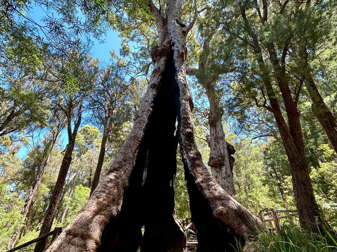 Giant Tingle Tree-沃泊尔必去景点