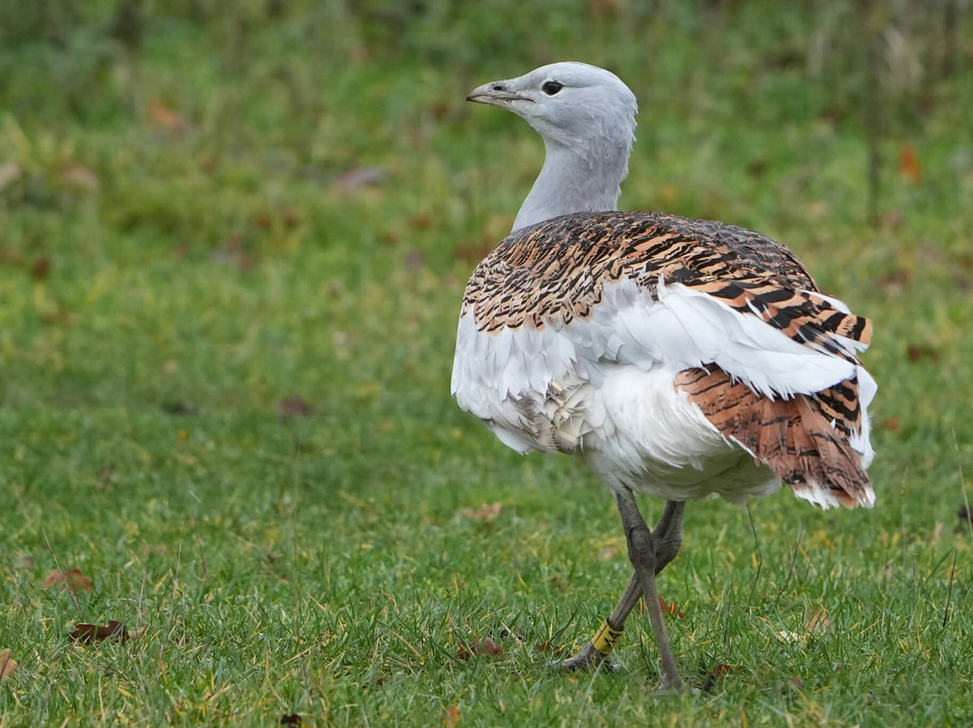 Watatunga Wildlife Reserve-金斯林必去景点