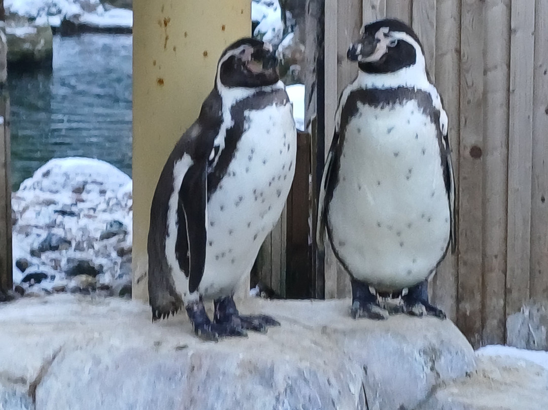 Colchester Zoo-科尔切斯特必去景点