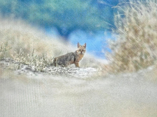 Tal Chhapar Black Buck Sanctuary-Sujangarh必去景点