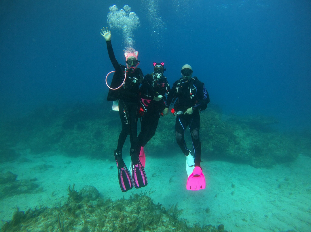 Conch Republic Divers-Tavernier必去景点