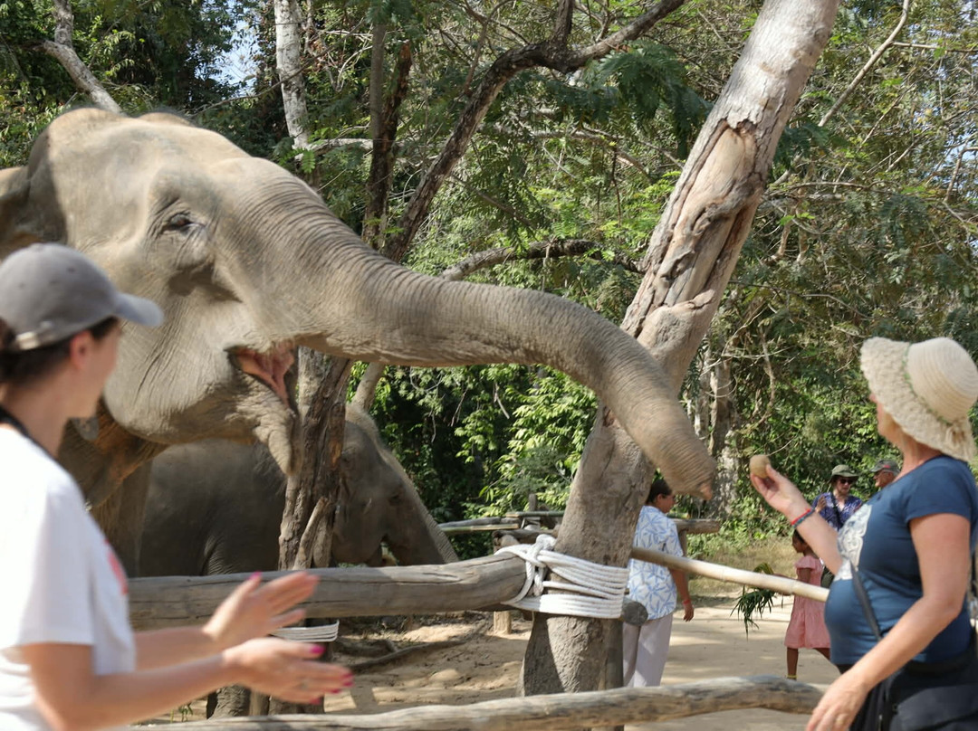 Kulen Elephant Forest-暹粒必去景点
