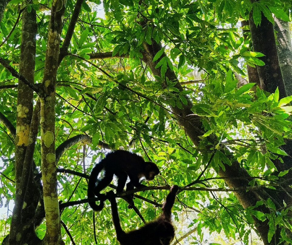 Morro dos Macacos-Passo de Torres必去景点