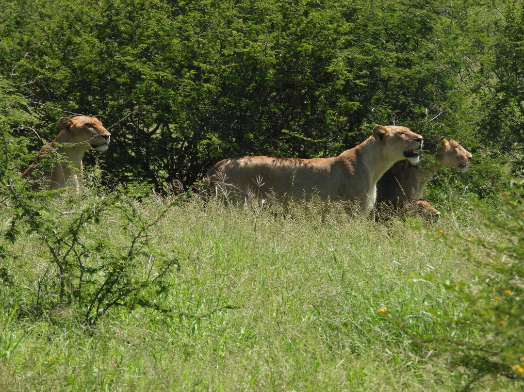 Southern Kruger Safaris-玛洛斯帕克必去景点