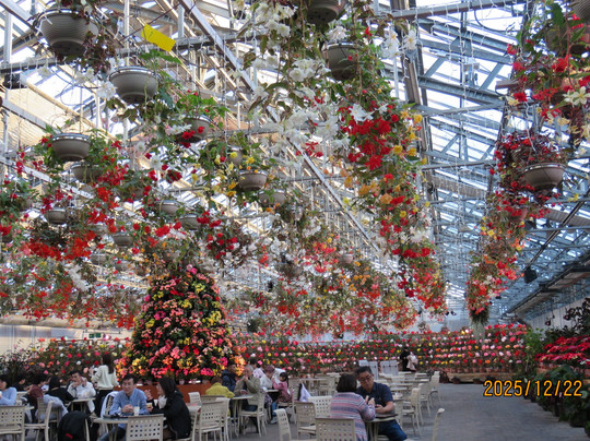 Begonia Garden-桑名市必去景点