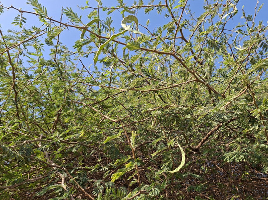 Museum of the Frankincense Land-塞拉莱必去景点
