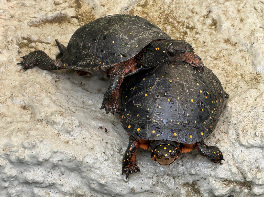 Iguanaland-蓬塔戈尔达必去景点