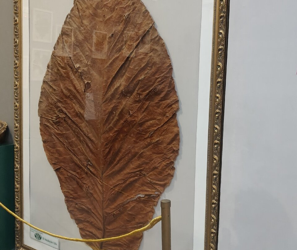 Bosque da Ciencia-玛瑙斯必去景点