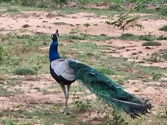 MySL Travel-科伦坡必去景点
