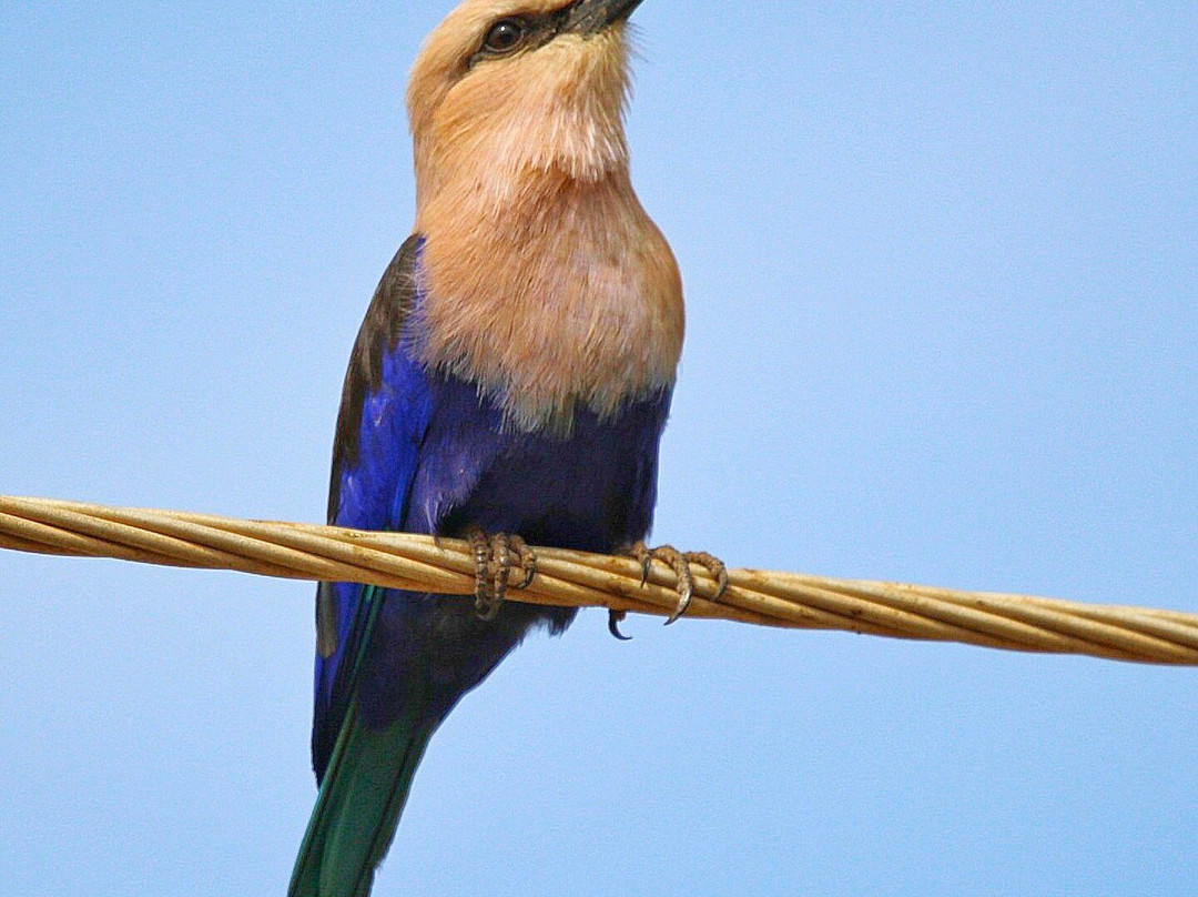 Kotu Bridge (Bird watching)-塞瑞库达必去景点