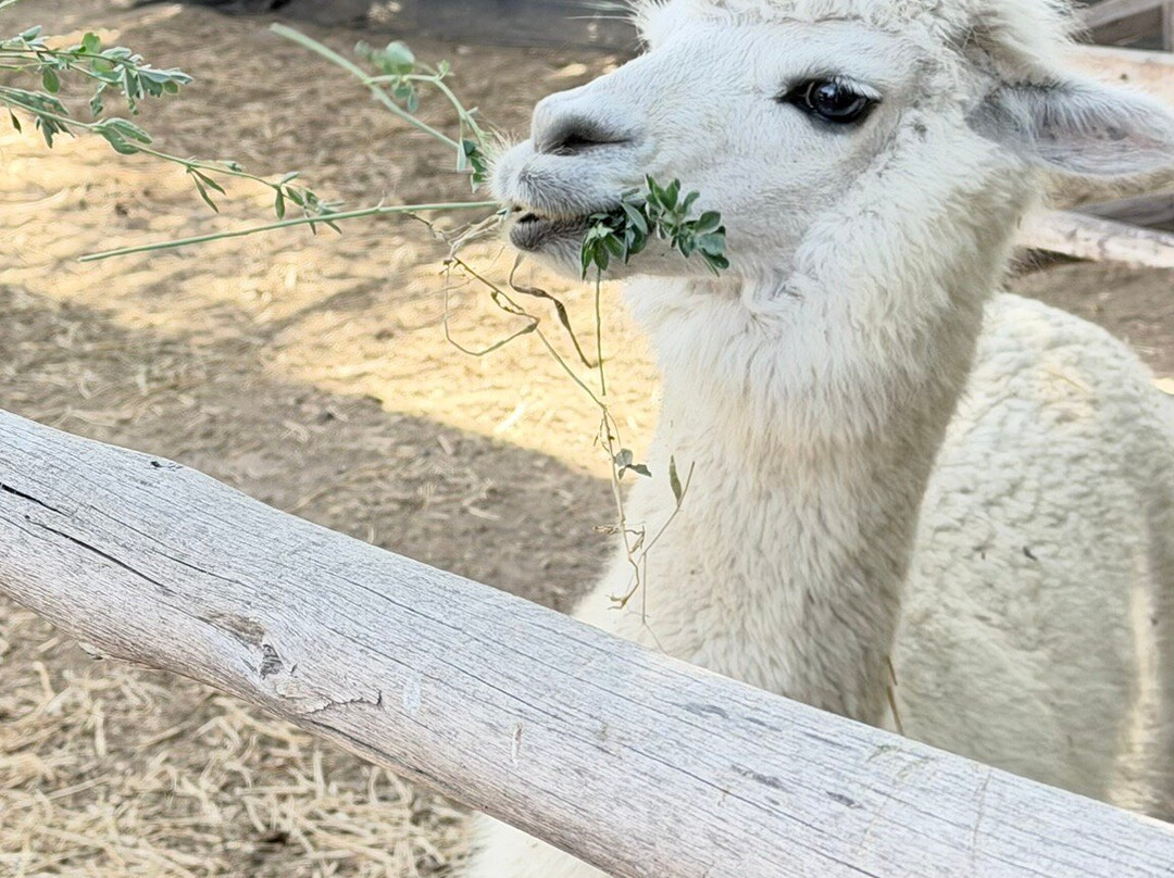 Campo La Quirinca-Isla de Maipo必去景点
