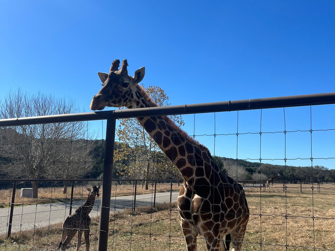 天然桥野生动物牧场-圣安东尼奥市必去景点