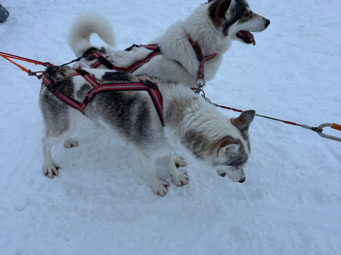 Fjallaventyr-Salen必去景点